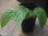 画像1: Begonia sp.   from Bukitinggi【AZ1123-11】 (1)