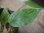 画像3: Begonia sp.   from Bukitinggi【AZ1123-11】 (3)