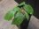 画像2: Begonia sp.   from Bukitinggi【AZ1123-11】 (2)