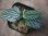 画像2: Begonia sp.  "碧" from Lubuklinggau【AZ1123-9】 (2)