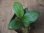 画像3: Schismatoglottis sp  "Silver Leaf" from Kalbar【AZ0823-3】 (3)