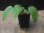 画像4: Begonia sp.   from Bukitinggi【AZ1123-11】 (4)