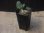 画像4: Begonia sp.   from Bukitinggi【AZ1123-12a】 (4)