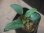 画像1: Schismatoglottis sp  "Silver Leaf" from Kalbar【AZ0823-3】 (1)