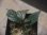 画像2: Begonia sp. from Padang Sidempuan【HW1123-06】 (2)