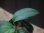 画像3: Schismatoglottis sp  "Silver Leaf" from Kalbar【AZ0823-3】 (3)