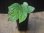 画像4: Begonia sp.   from Bukitinggi【AZ1123-11】 (4)