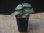 画像4: Begonia sp.  "碧" from Lubuklinggau【AZ1123-9】 (4)
