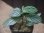 画像1: Begonia sp.  "碧" from Lubuklinggau【AZ1123-9】 (1)