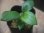 画像2: Schismatoglottis sp  "Silver Leaf" from Kalbar【AZ0823-3】 (2)