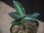画像2:  Aglaonema picutum multicolor "lvl 5.0" from Sibolga Timur【HW0819-5c】 (2)