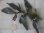 画像1: Bucephalandra sp. "AW No.1" from Kalimantan barat【AZ0420-5】XL株+3芽 (1)