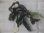 画像1: Bucephalandra sp. "AW No.1" from Kalimantan barat【AZ0420-5】XL株+1芽 (1)