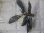 画像1: Bucephalandra sp. "AW No.1" from Kalimantan barat【AZ0420-5】XL株 (1)
