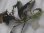画像4: Bucephalandra sp. "AW No.1" from Kalimantan barat【AZ0420-5】XL株+1芽 (4)