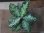 画像5:  Aglaonema picutum multicolor "HGWTZ PS-4" from Padang Sidempuan【HW0523-29】No.2