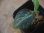画像2: Aglaonema pictum "PS-G" from Pandang Sidempuan【HW1223-01g】 (2)
