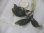画像2: Bucephalandra sp. "AW No.1" from Kalimantan barat【AZ0420-5】L株 (2)