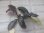 画像2: Bucephalandra sp. "AW No.1" from Kalimantan barat【AZ0420-5】XL株+2芽 (2)