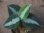 画像1:  Aglaonema picutum multicolor "HGWTZ PS-4" from Padang Sidempuan【HW0523-29】No.2 (1)