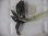画像1: Bucephalandra sp. "AW No.1" from Kalimantan barat【AZ0420-5】L株 (1)