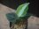 画像1:  Aglaonema picutum multicolor "HGWTZ PS-4" from Padang Sidempuan【HW0523-29】No.2 (1)