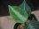 画像3:  Aglaonema picutum multicolor "HGWTZ PS-4" from Padang Sidempuan【HW0523-29】No.2