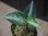 画像3:  Aglaonema picutum tricolor from Tigalingga【HW0818-XG】 (3)