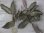画像4: Bucephalandra sp. "AW No.1" from Kalimantan barat【AZ0420-5】XL2株+2芽 (4)