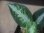 画像2:  Aglaonema picutum tricolor from Tigalingga【HW0818-XG】 (2)