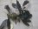 画像3: Bucephalandra sp. "AW No.1" from Kalimantan barat【AZ0420-5】XL2株+2芽 (3)