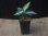 画像4:  Aglaonema picutum multicolor "HGWTZ PS-4" from Padang Sidempuan【HW0523-29】No.2
