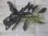 画像1: Bucephalandra sp. "AW No.1" from Kalimantan barat【AZ0420-5】XXL株+1芽 (1)