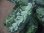 画像6:  Aglaonema picutum multicolor "HGWTZ PS-4" from Padang Sidempuan【HW0523-29】No.2