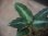 画像3:  Aglaonema picutum multicolor "lvl 5.0" from Sibolga Timur【HW0819-5c】 (3)
