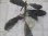 画像3: Bucephalandra sp. "AW No.1" from Kalimantan barat【AZ0420-5】XL株 (3)