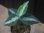 画像2:  Aglaonema picutum multicolor "HGWTZ PS-4" from Padang Sidempuan【HW0523-29】No.2