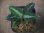 画像1:  Aglaonema picutum multicolor "lvl 5.0" from Sibolga Timur【HW0819-5c】 (1)