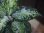 画像7:  Aglaonema picutum multicolor "HGWTZ PS-4" from Padang Sidempuan【HW0523-29】No.2