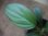 画像3: Schismatoglottis sp "Silver Leaf" from Kalbar【AZ0823-3】 (3)