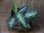 画像2: Aglaonema pictum "type NIRVASH" from Pulau Nias【AZ0611-3】verMES (2)