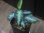 画像1: Aglaonema pictum "type NIRVASH" from Pulau Nias【AZ0611-3】verMES (1)