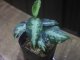 Aglaonema pictum "type NIRVASH" from Pulau Nias【AZ0611-3】verMES