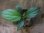 画像2: Schismatoglottis sp "Silver Leaf" from Kalbar【AZ0823-3】 (2)