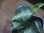 画像3: Aglaonema pictum "type NIRVASH" from Pulau Nias【AZ0611-3】verMES (3)