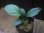 画像1: Schismatoglottis sp "Silver Leaf" from Kalbar【AZ0823-3】 (1)