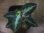 画像4: Aglaonema pictum multicolor "lvl 5.0" from Sibolga Timur【HW0819-05c】 (4)