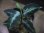 画像1: Aglaonema pictum multicolor "lvl 5.0" from Sibolga Timur【HW0819-05c】 (1)