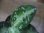 画像2: Aglaonema pictum ”ちゃんぷーる” BNN from Sibolga timur【AZ0322-2h】 (2)