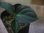 画像3: Aglaonema pictum "PS-G" from Padang Sidempuan【HW1223-01g】 (3)